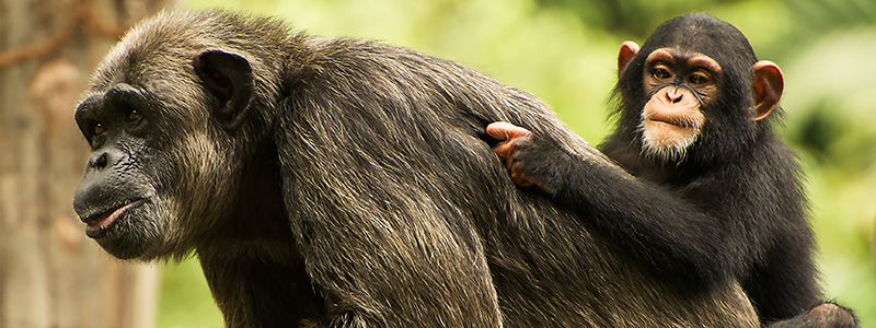 Protecting Dublin Zoo Offspring with Milestone