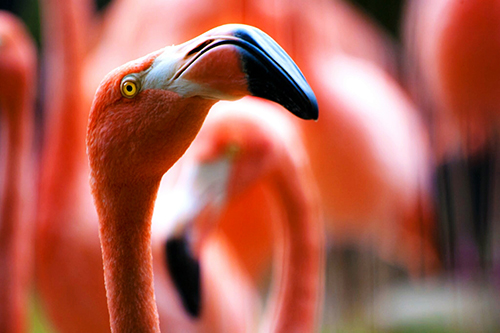 Dublin Zoo offspring safe with milestone